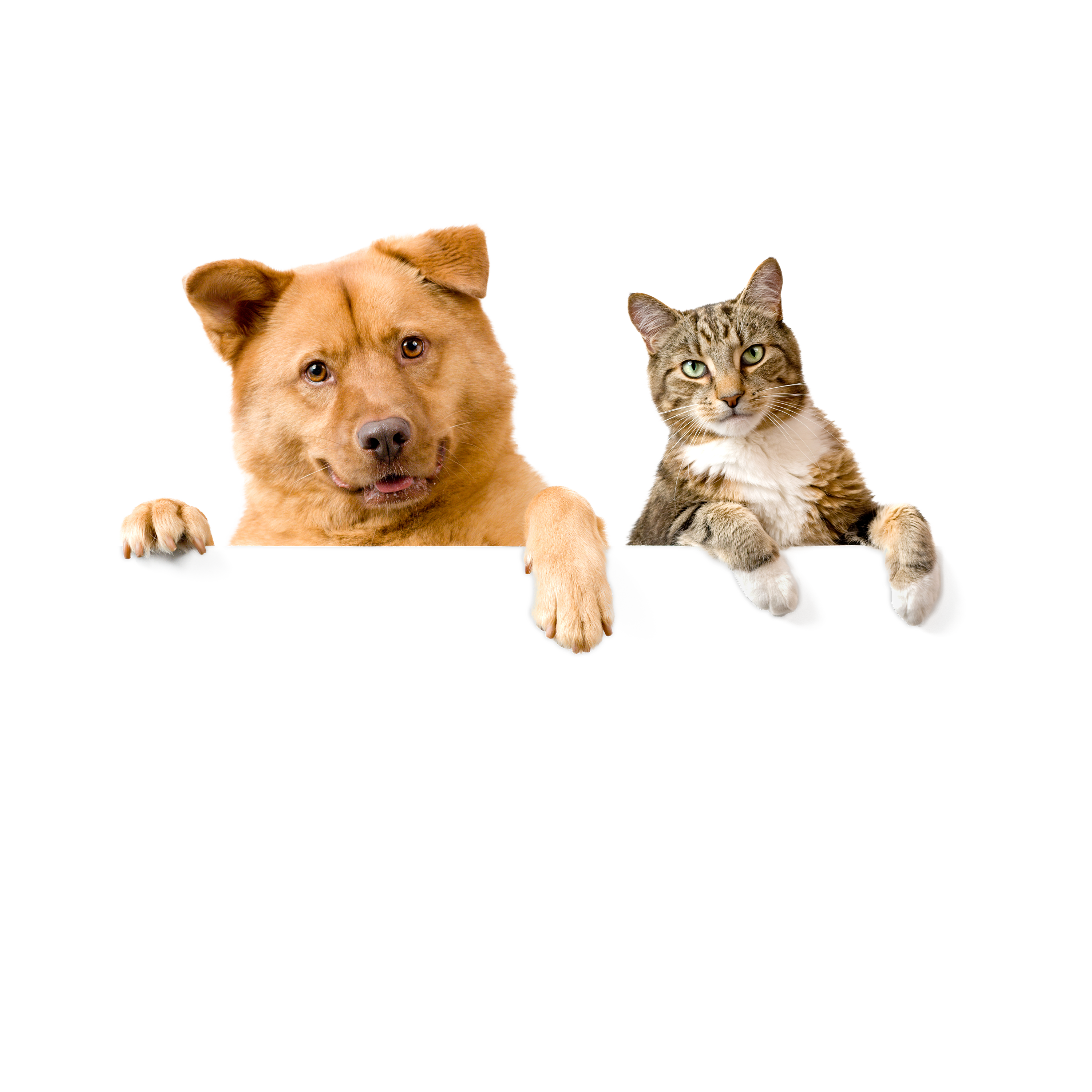 Centered Paw Image