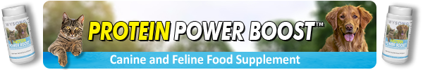 protein-power-boost
